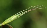 Elymus amurensis