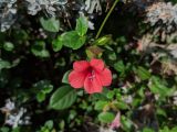 Barleria repens