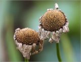 Leucanthemum ircutianum