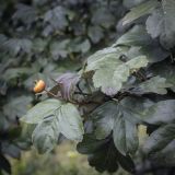 genus Crataegus. Верхушка плодоносящей веточки. Москва, Южный административный округ, р-н Орехово-Борисово Северное, парк \"Царицыно\", у третьего оранжерейного корпуса, в культуре. 18.09.2022.