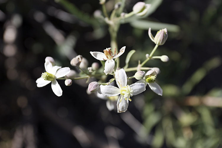 Изображение особи Clematis songorica.