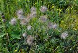 Pulsatilla turczaninovii. Плодоносящие растения в сообществе с Potentilla и Phlomoides. Алтай, Кош-Агачский р-н, устье р. Тыдтугем, луговой склон. 30.06.2021.