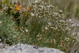 Minuartia circassica