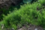 Equisetum arvense