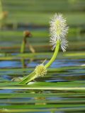 Sparganium × longifolium. Надводная часть соцветия в цвету среди листьев. Ленинградская обл., Всеволожский р-н, окр. дер. Юкки, юго-вост. берег оз. Тохколодское; Sparganietum в литоральной зоне — популяция гибрида-полусироты, с меньшим участием Sparganium gramineum, в 10 м от уреза воды, песчано-торфянистое дно на глубине около 100 см. 12 августа 2022 г.