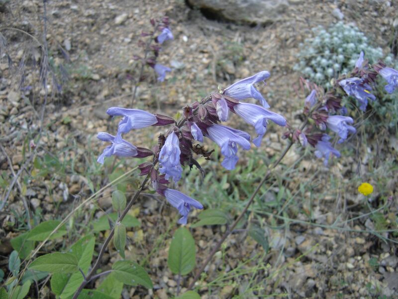 Изображение особи Salvia tomentosa.