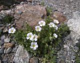 Cerastium undulatifolium