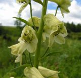 Aconitum umbrosum