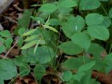 Vicia subrotunda