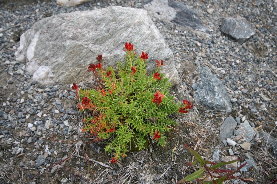 Изображение особи Rhodiola quadrifida.