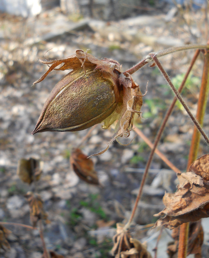 Image of Gossypium hirsutum specimen.