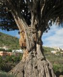 Dracaena draco. Ствол самого старого из ныне живущих драконовых деревьев. Испания, Канарские острова, Тенерифе, парк в городе Икод де лос Винос (Icod de los Vinos). 9 марта 2008 г.