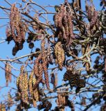 Alnus glutinosa