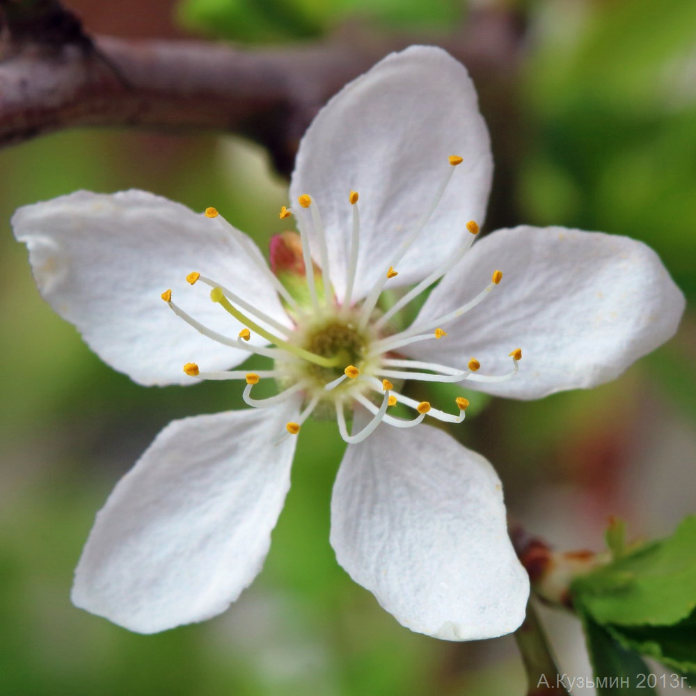 Изображение особи Prunus cerasifera.