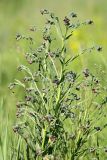 Cynoglossum officinale