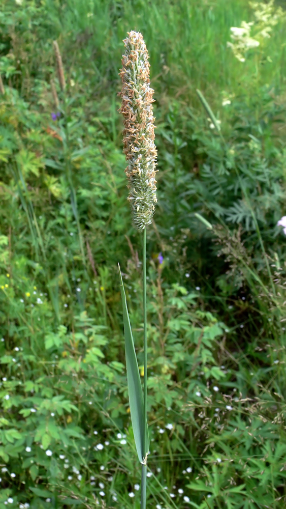 Изображение особи Phleum pratense.