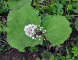 Petasites hybridus. Плодоносящее растение. Краснодарский край, пос. Мезмай. 27.04.2014.