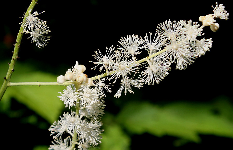 Image of Cimicifuga simplex specimen.