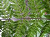 Dryopteris assimilis. Часть листовой пластинки с сорусами (вид снизу). Кольский полуостров, Кольский залив, окрестности пос. Росляково, берег губы Грязная. 15.09.2009.