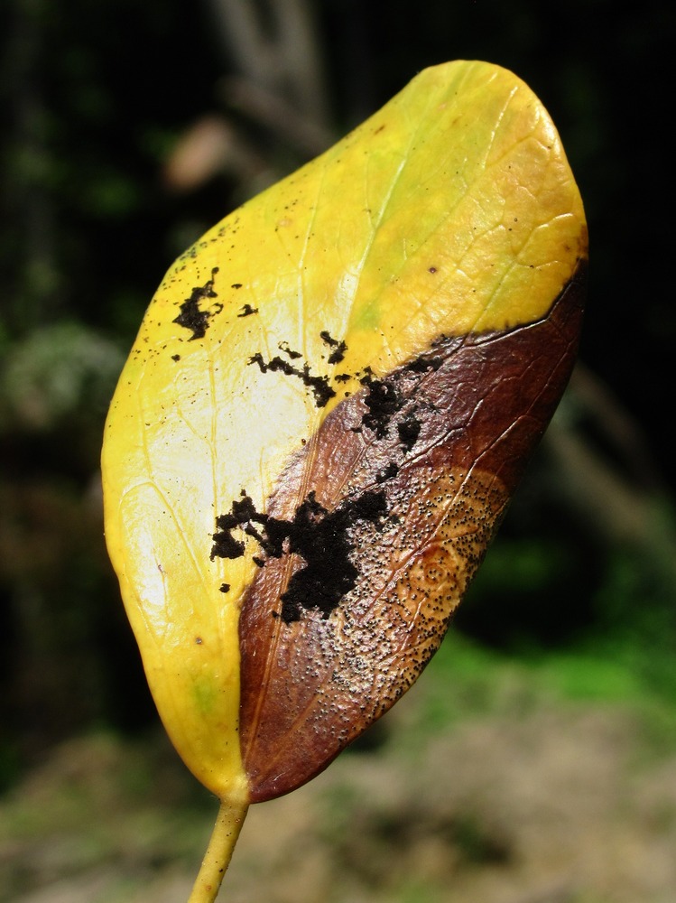 Изображение особи Hedera colchica.