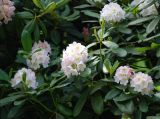 Rhododendron brachycarpum