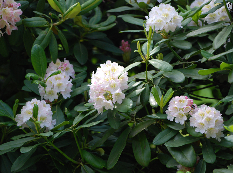 Изображение особи Rhododendron brachycarpum.