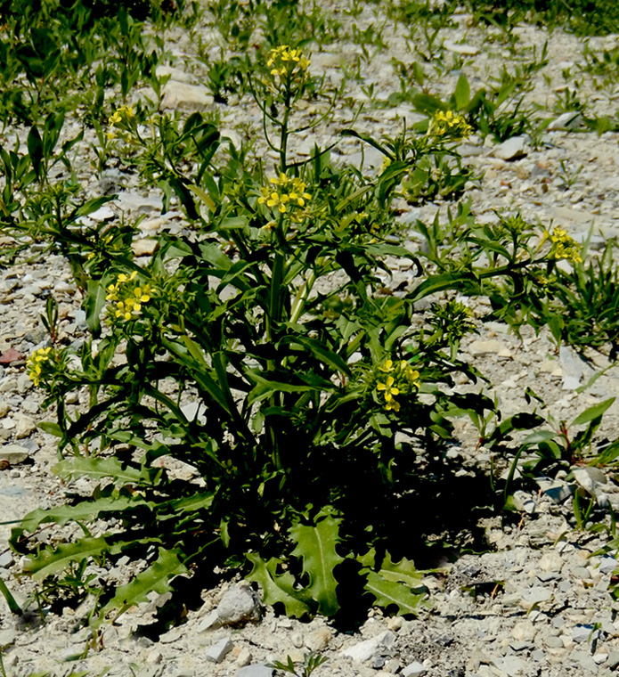 Изображение особи Erysimum repandum.