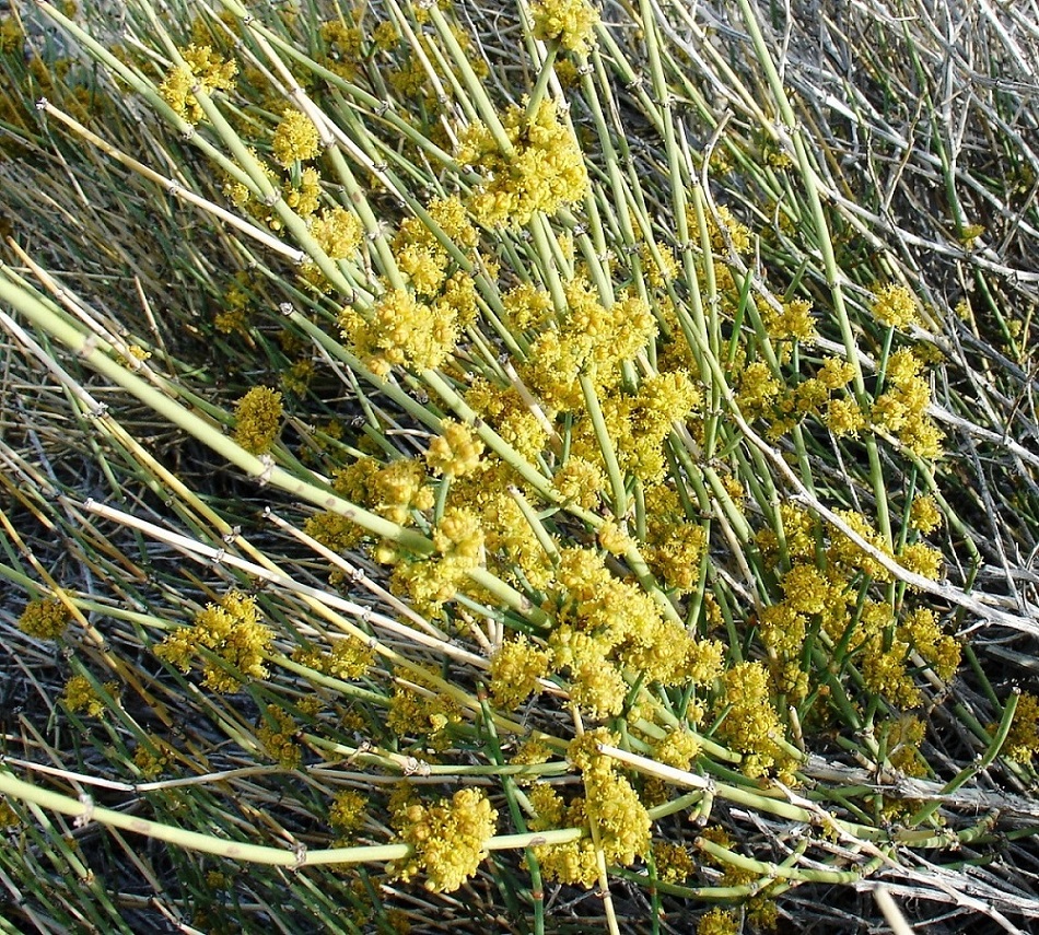 Image of Ephedra equisetina specimen.