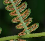 Parathelypteris nipponica. Часть вайи с сорусами. Приморский край, Партизанский р-н, окр. пос. Волчанец, сырой ольшаник из Alnus japonica вблизи устья р. Волчанка на левом берегу. 04.09.2015.