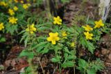 Anemone ranunculoides