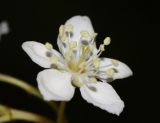 Sorbus alnifolia