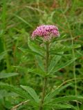 Eupatorium lindleyanum