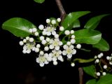 Pyracantha coccinea