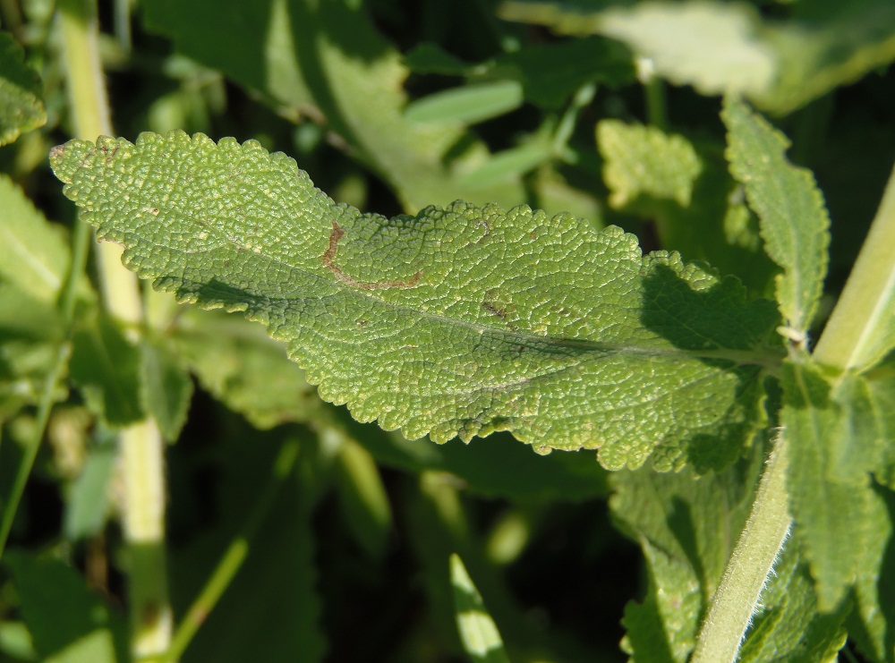 Изображение особи Salvia tesquicola.