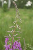 Chamaenerion angustifolium