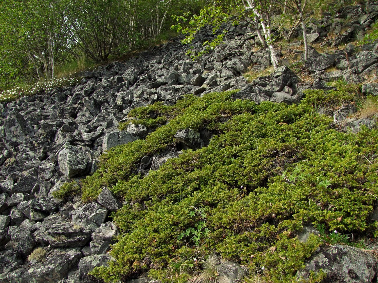 Изображение особи Juniperus sibirica.