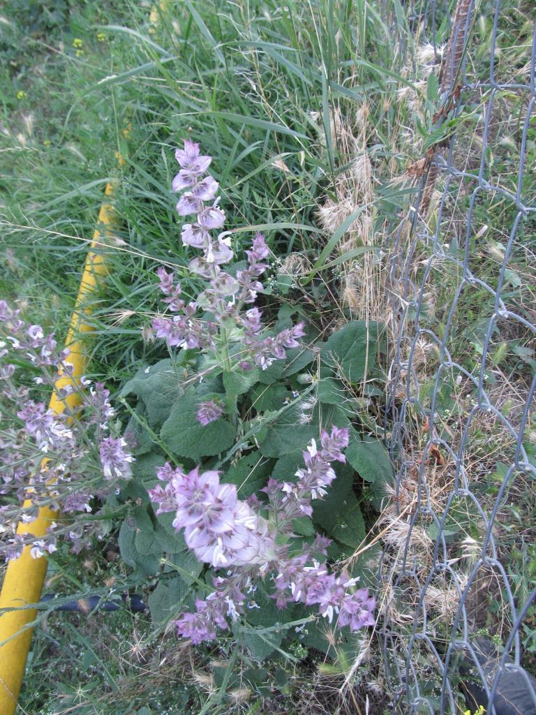 Изображение особи Salvia sclarea.