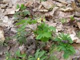 Corydalis cava