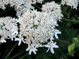 Heracleum sosnowskyi. Элементарный зонтик центрального соцветия. Московская обл., городской округ Балашиха, окр. дер. Чёрное близ ж.-д. платформы Заря, луг. 17.07.2017.