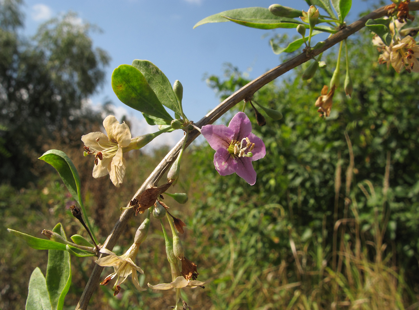 Изображение особи Lycium barbarum.