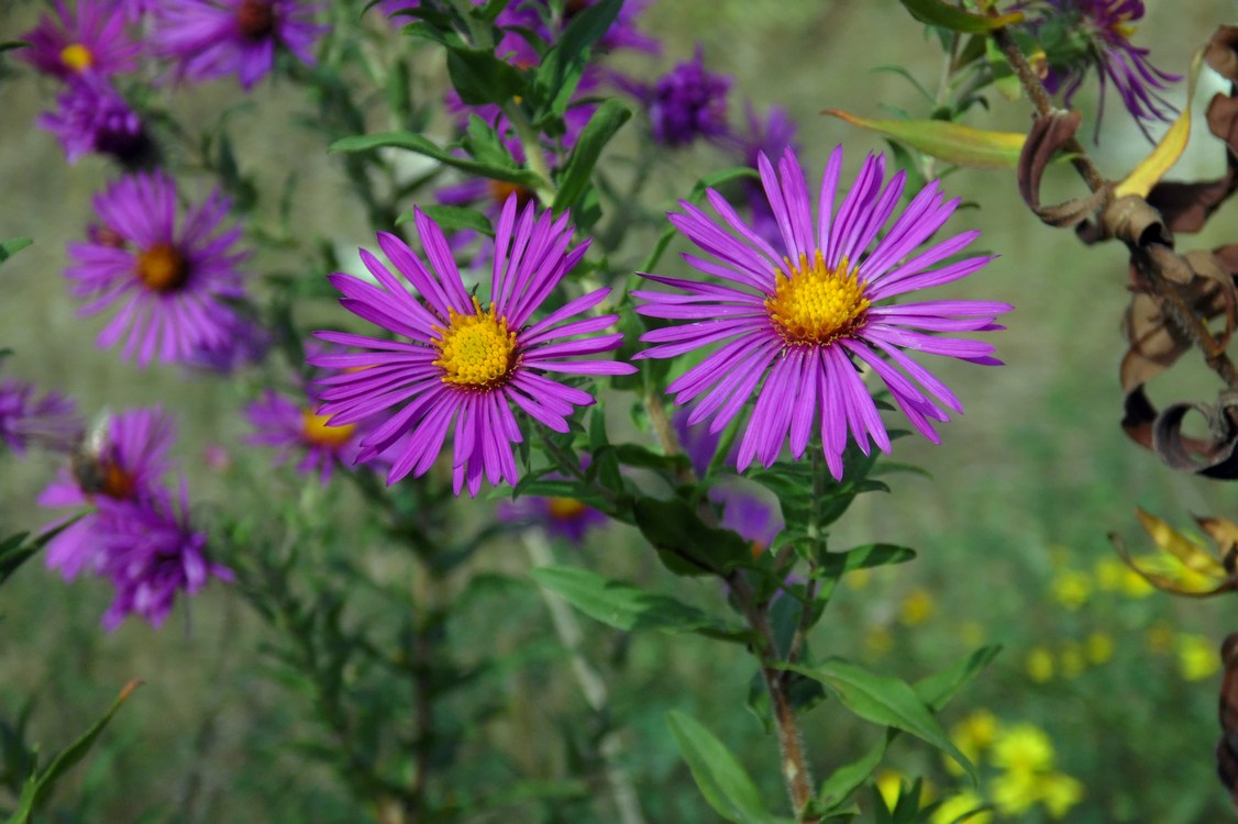 Изображение особи Symphyotrichum novae-angliae.