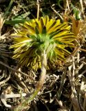 Taraxacum tenellisquameum. Соцветие с цветоносом (вид со стороны обертки). Украина, г. Луганск, пойма р. Лугань, сильно стравленное пастбище. 27.09.2017.