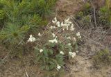 Aconogonon ajanense