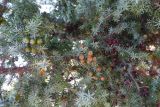 Juniperus oxycedrus subspecies macrocarpa