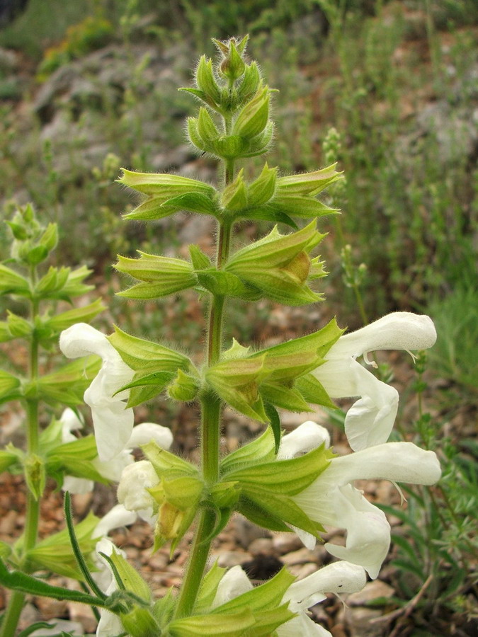 Image of Salvia scabiosifolia specimen.