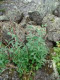 Lonicera altaica. Вегетирующее растение с молодыми побегами. Западный Саян, Ергаки, курум. Август 2007 г.