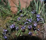 семейство Verbenaceae. Цветущее растение. Перу, оз. Титикака, о-в Амантани, край поля. 10.03.2014.