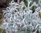 Cladonia rangiferina