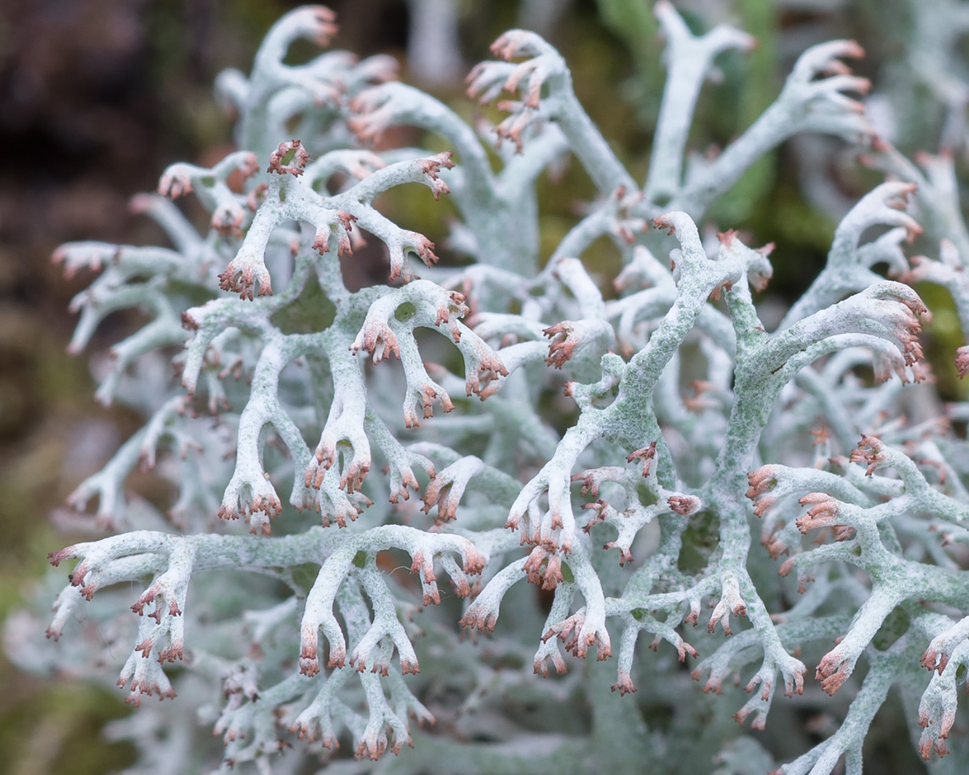 Изображение особи Cladonia rangiferina.