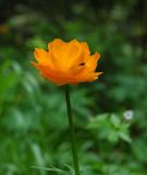 Trollius altaicus